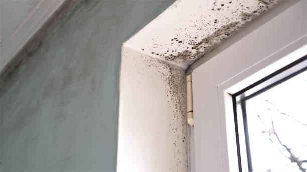 Best Emergency Mold Removal  in Sauk Centre, MN