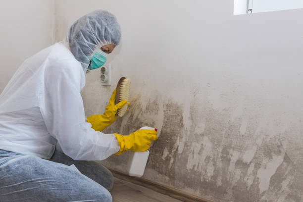 Mold Testing and Removal in Sauk Centre, MN