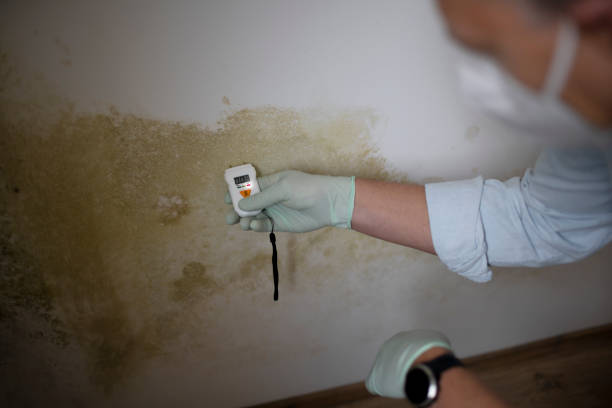 Best Mold Testing  in Sauk Centre, MN