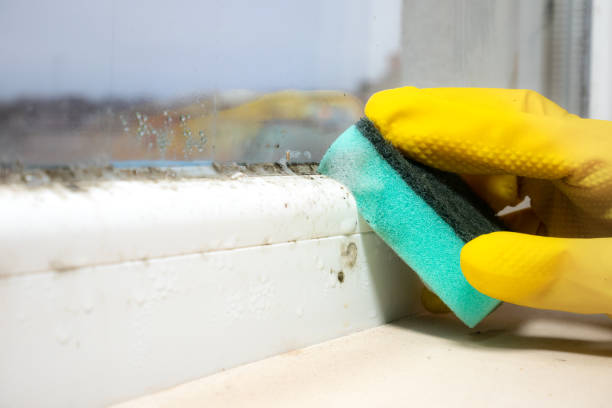 Best Professional Mold Removal  in Sauk Centre, MN