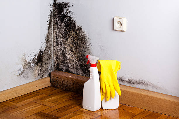 Best Emergency Mold Removal  in Sauk Centre, MN