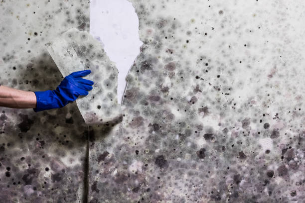 Best Fast Mold Removal  in Sauk Centre, MN