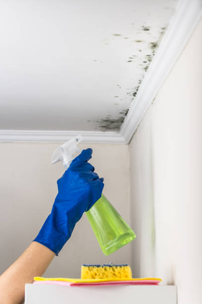 Best Certified Mold Removal  in Sauk Centre, MN